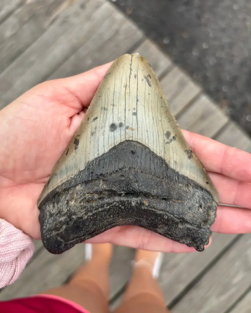 Megalodon was the largest shark to ever live.
Credit: Facebook / Cape May Whale Watch and Research Center