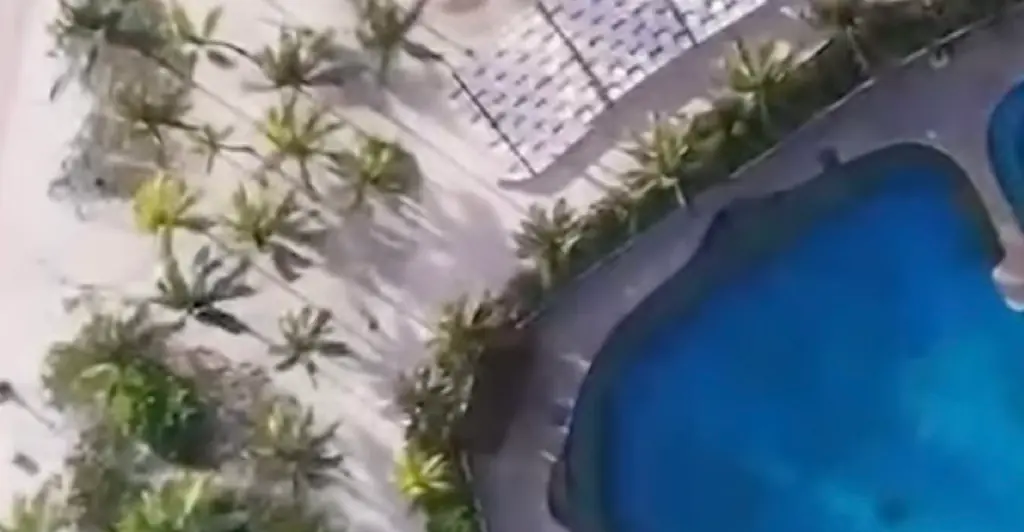 Horrific moment captive dolphin 'jumps to its death' in front of audience at popular resort