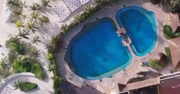 Horrific moment captive dolphin 'jumps to its death' in front of audience at popular resort