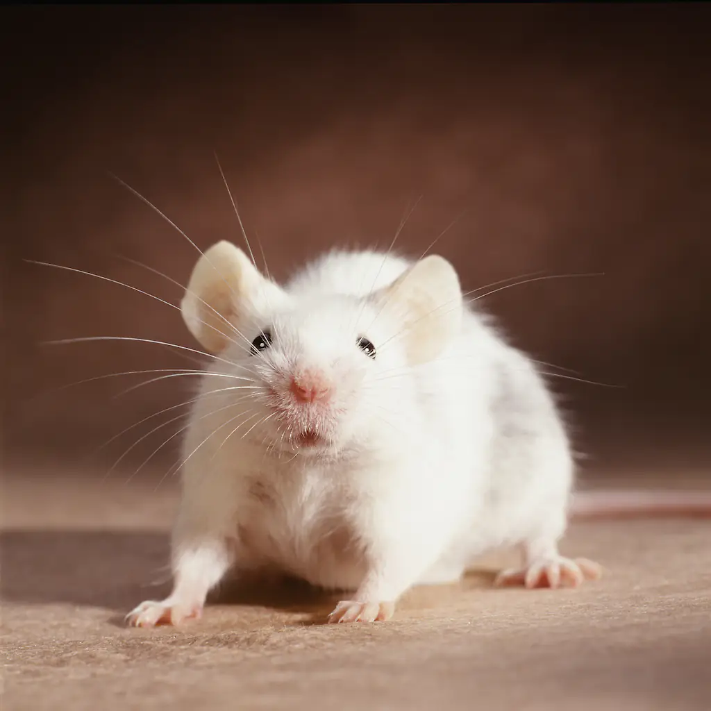 Hantavirus is caused by infected rodent-droppings. Credit: GK Hart/Vikki Hart / Getty