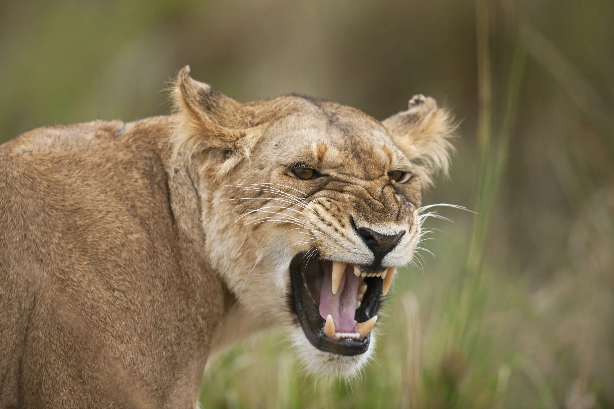 The victim was showing visitors the feeding routine when he was attacked. Credit: Anup Shah/Getty