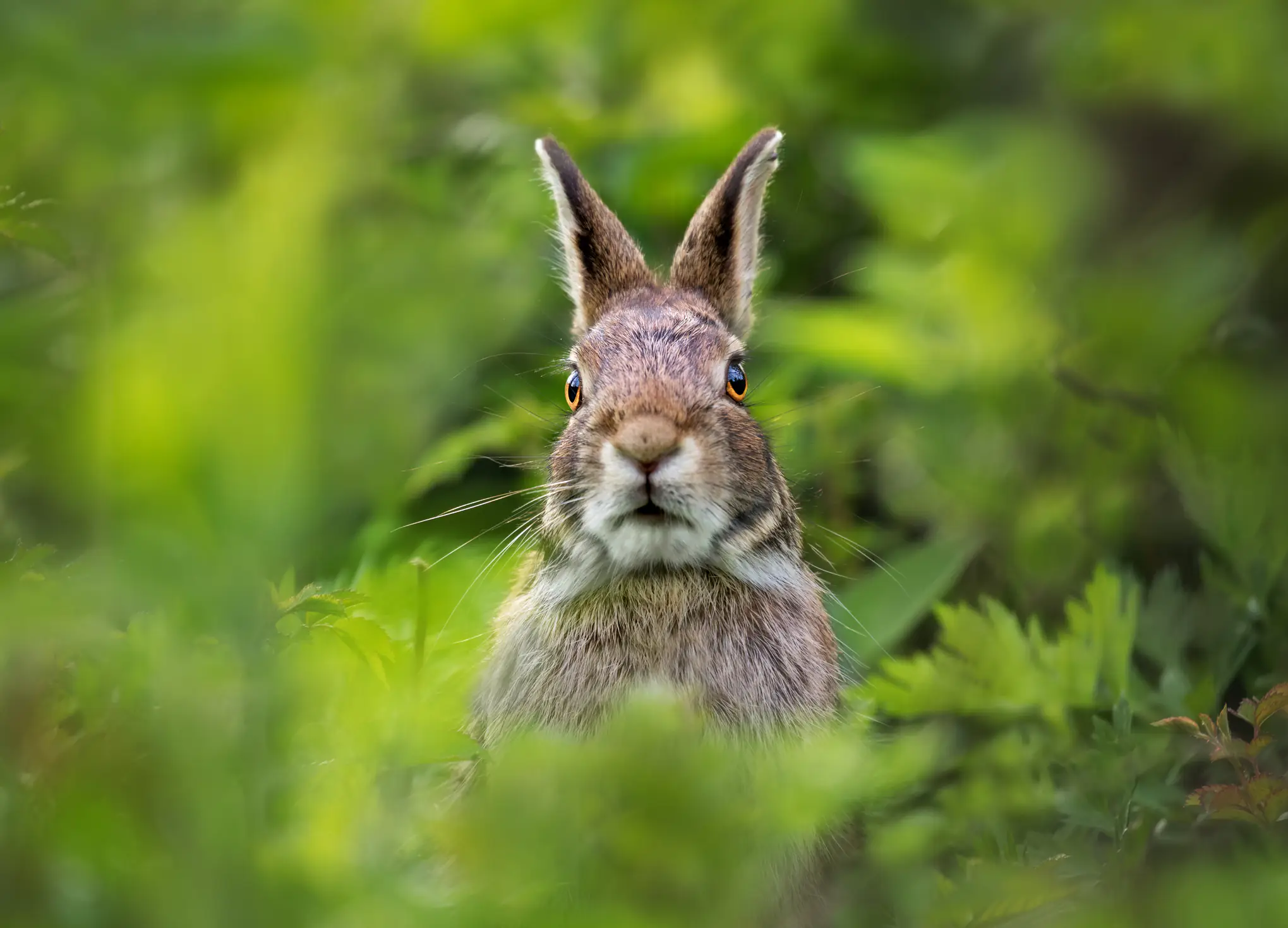 Horror as rabbits with ‘tentacles and horns’ are spotted - public warned to stay away
