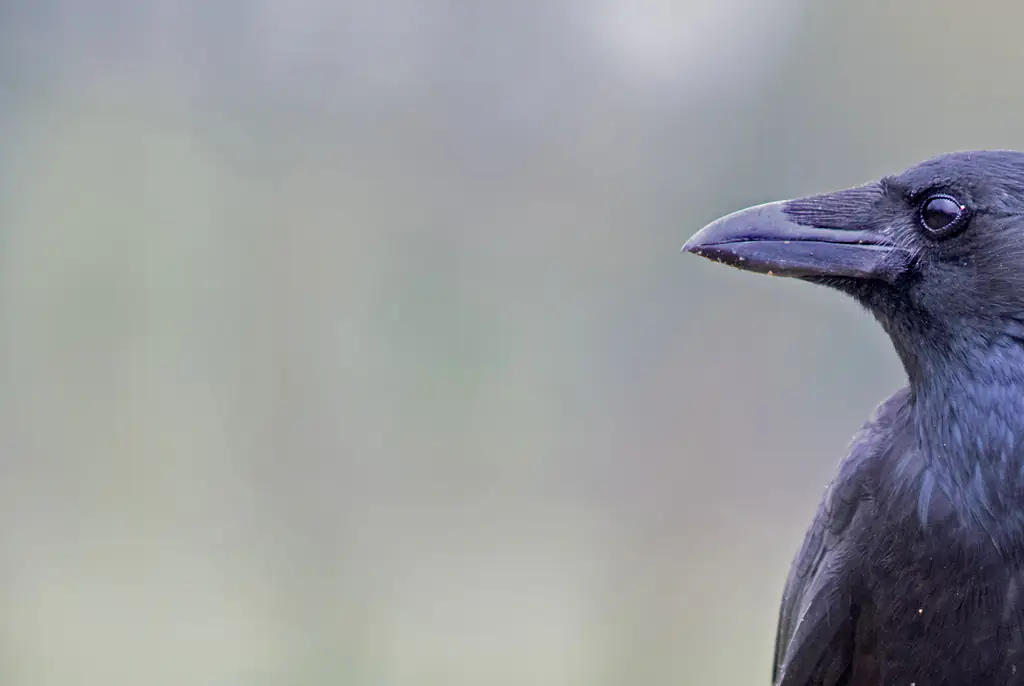 Only people with incredible eyesight are able to instantly spot the bird in woodland image