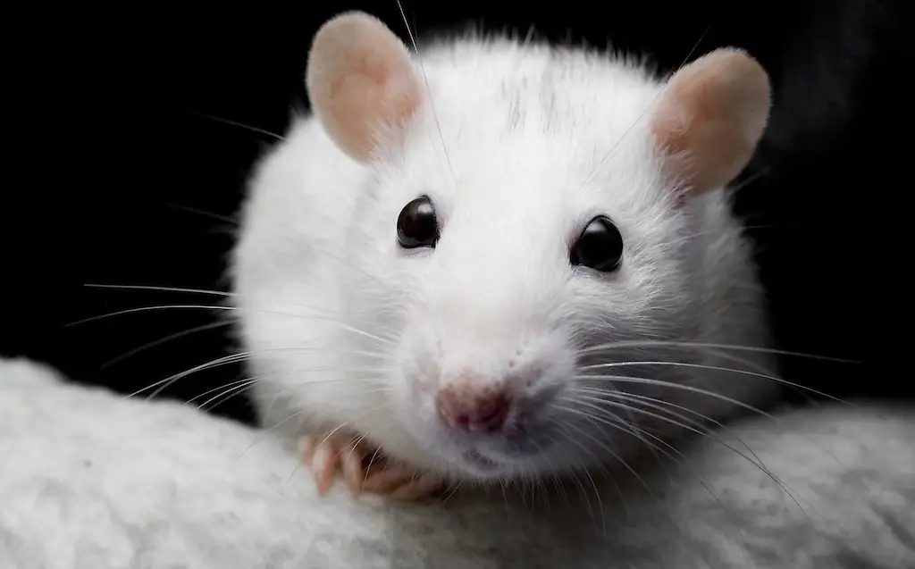 Hantavirus has infected multiple people on board the cruise ship. Credit: Arathrael Photography / Getty