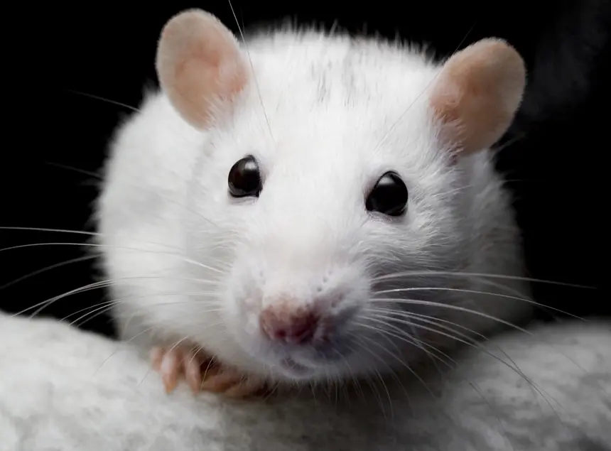 Little Albert cried whenever he saw the rat. Credit: Arathrael Photography / Getty