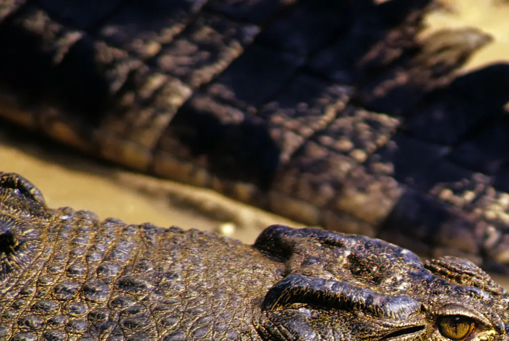 Langworthy survived the impact and avoided the crocodiles