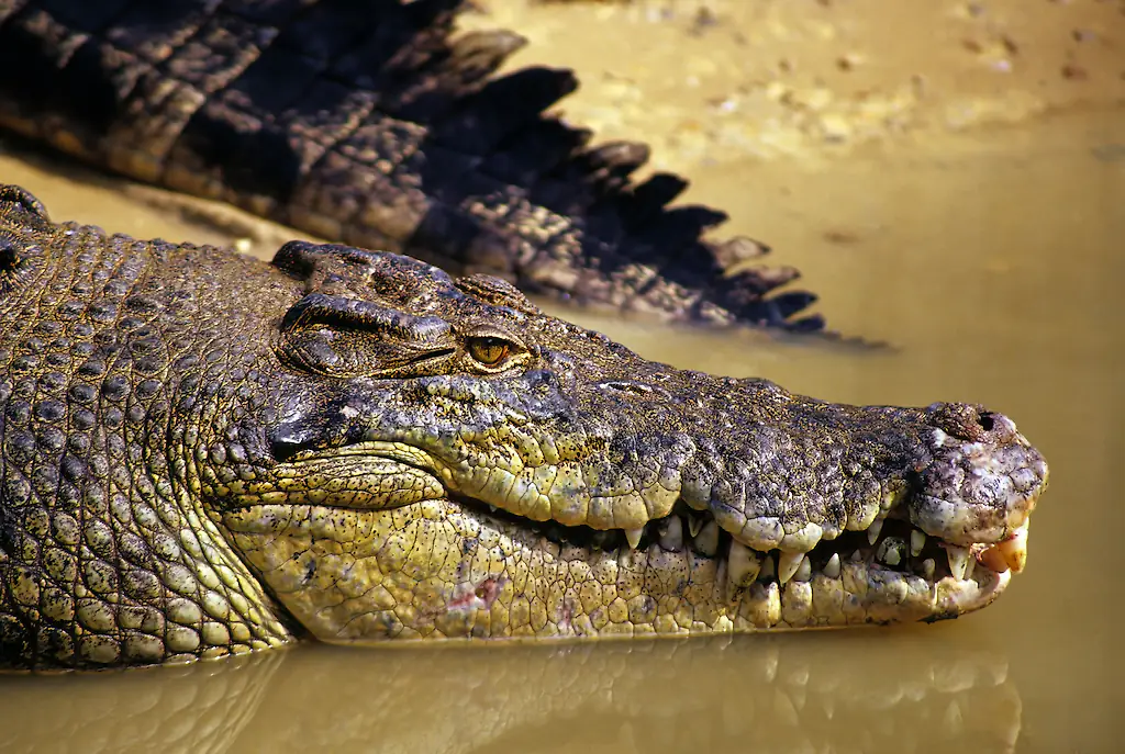 The three-year-old was dropped into the crocodile enclosure. Credit: Jeremy Edwards / Getty