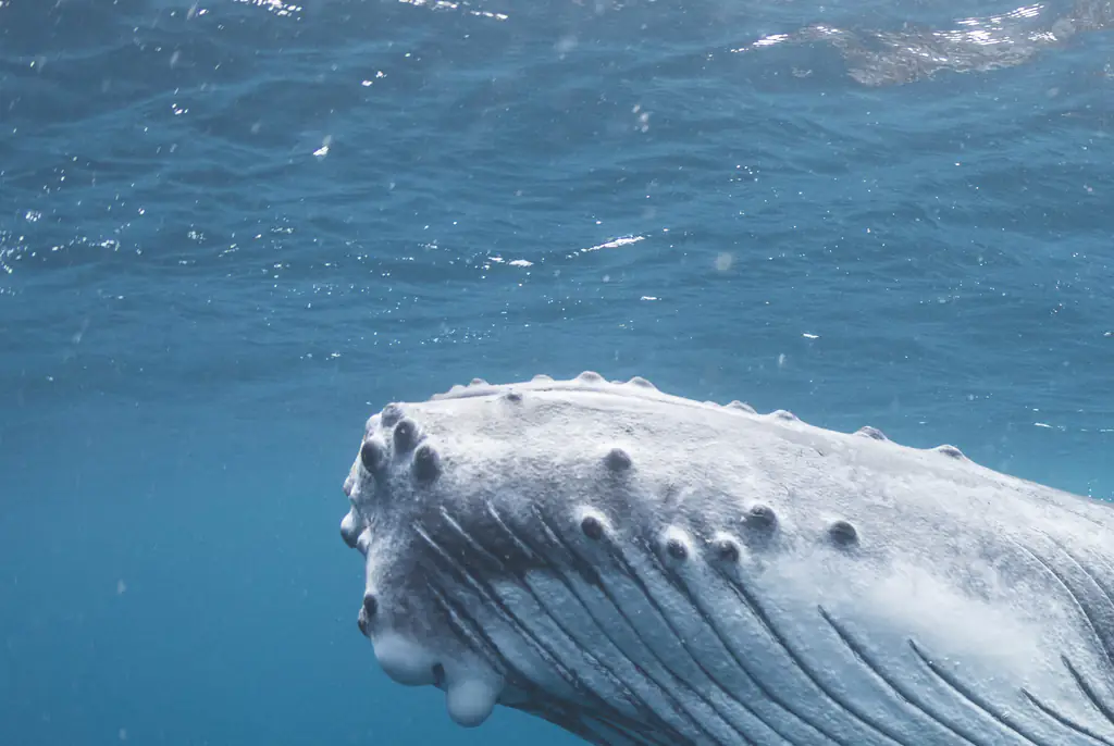 Fisherman recalls the moment he was 'swallowed whole by humpback whale'