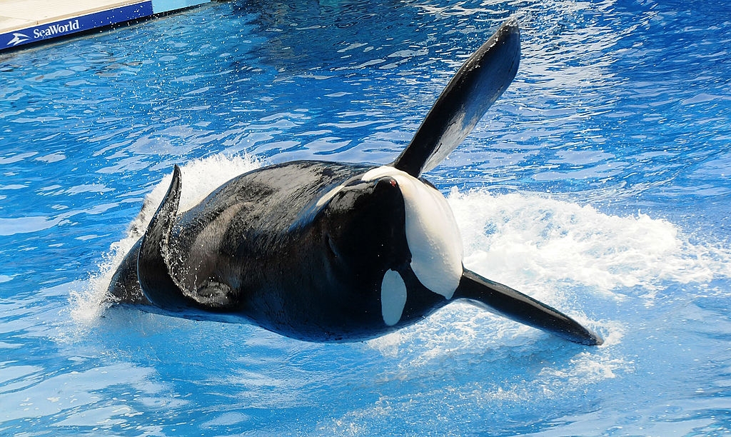 Heartbreaking Footage Shows Final Moments Of SeaWorld Trainer Before ...