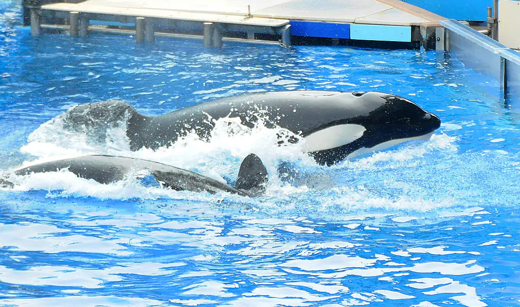 SeaWorld has spoken out after the incident. Credit: Gerardo Mora / Getty