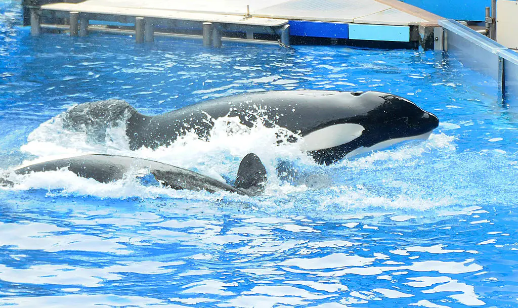 Tragically, veteran SeaWorld trainer Dawn Brancheau wouldn't make it. Credit: Gerardo Mora / Getty