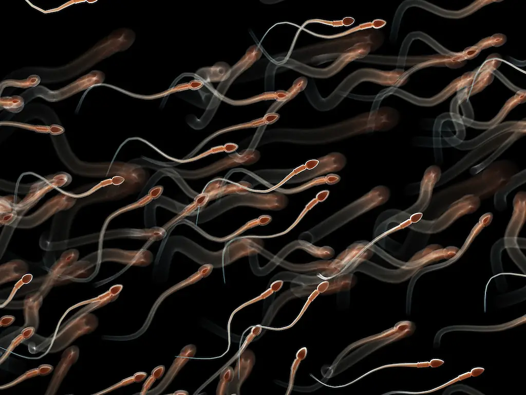 A simulation shows what happens to the sperm in a man's body if it's not ejaculated within a certain amount of time. Credit: SCIEPRO/SCIENCE PHOTO LIBRARY / Getty