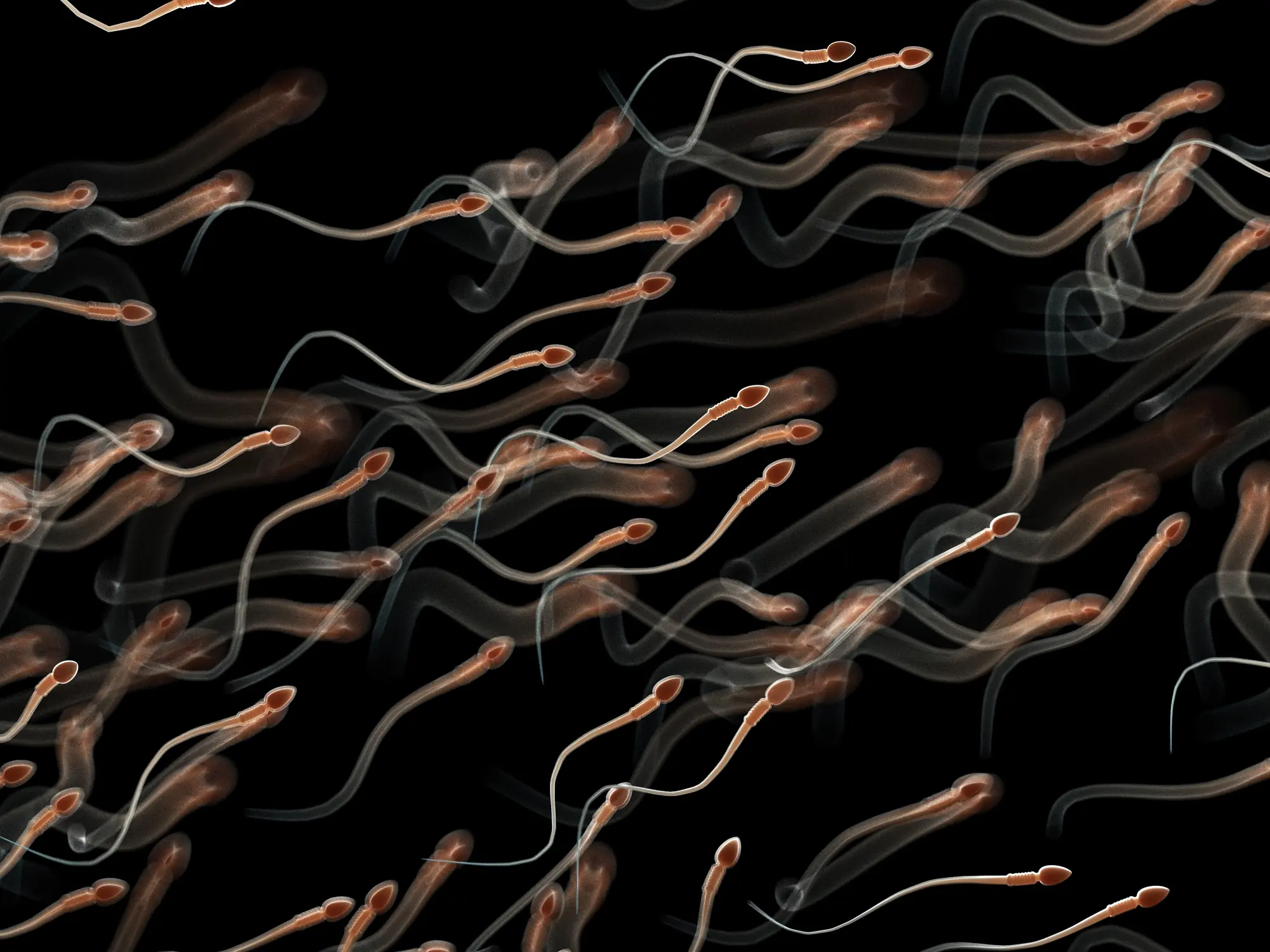 A simulation shows what happens to the sperm in a man's body if it's not ejaculated within a certain amount of time. Credit: SCIEPRO/SCIENCE PHOTO LIBRARY / Getty
