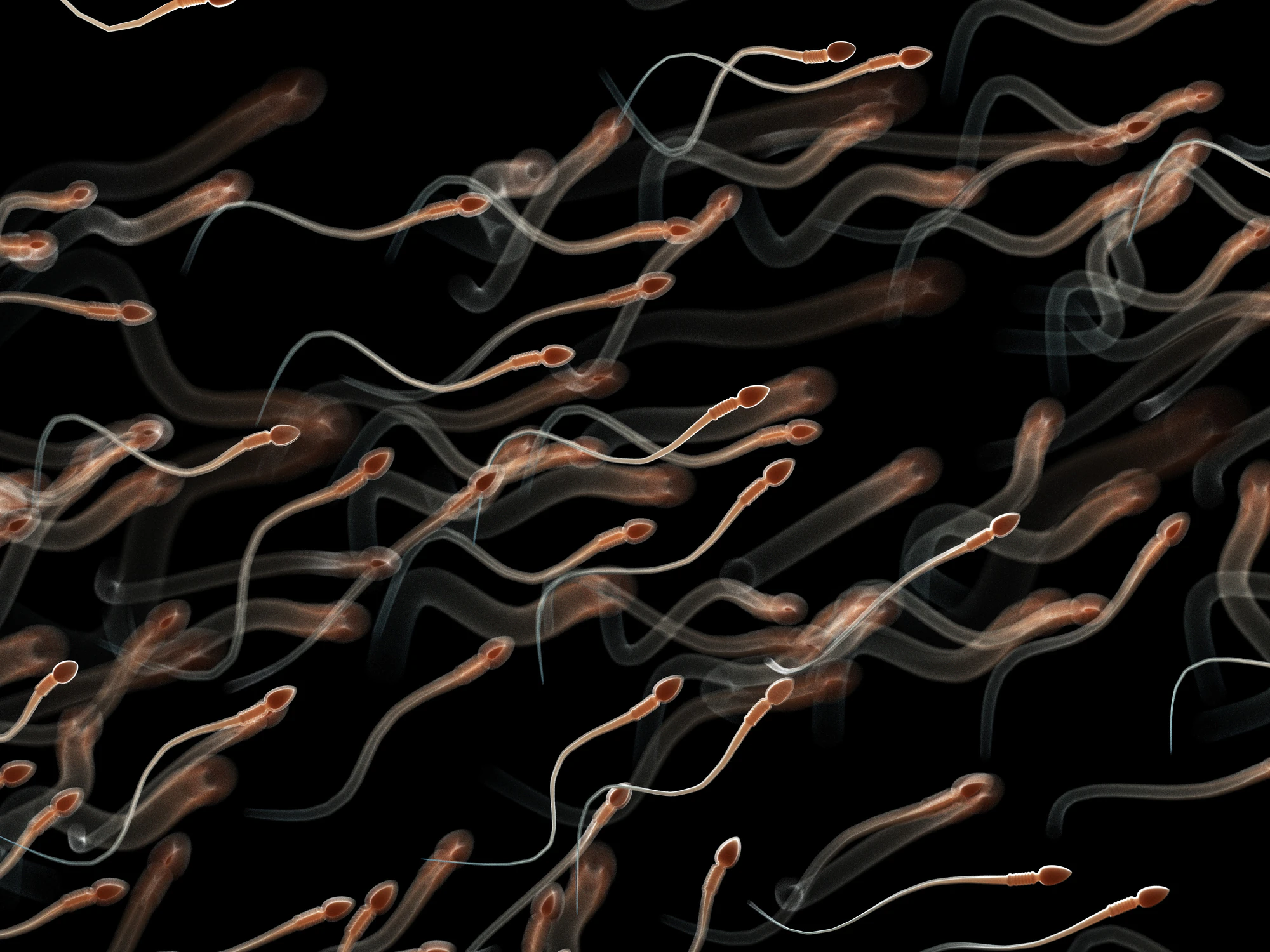A simulation shows what happens to the sperm in a man's body if it's not ejaculated within a certain amount of time. Credit: SCIEPRO/SCIENCE PHOTO LIBRARY / Getty