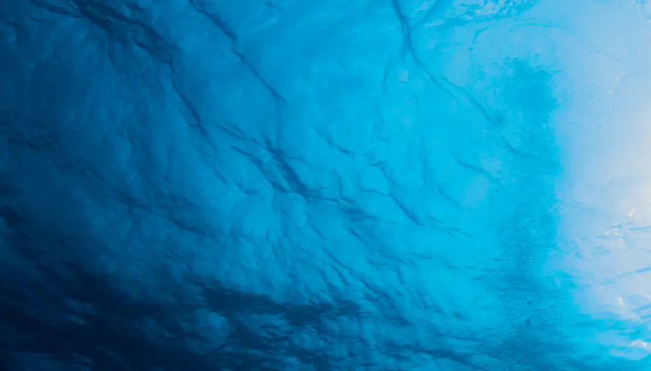 Tourist loses both her hands in horror shark attack