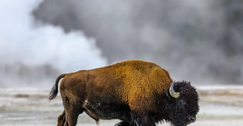 Woman is gored by bison at Yellowstone National Park