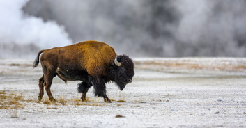 Woman is gored by bison at Yellowstone National Park