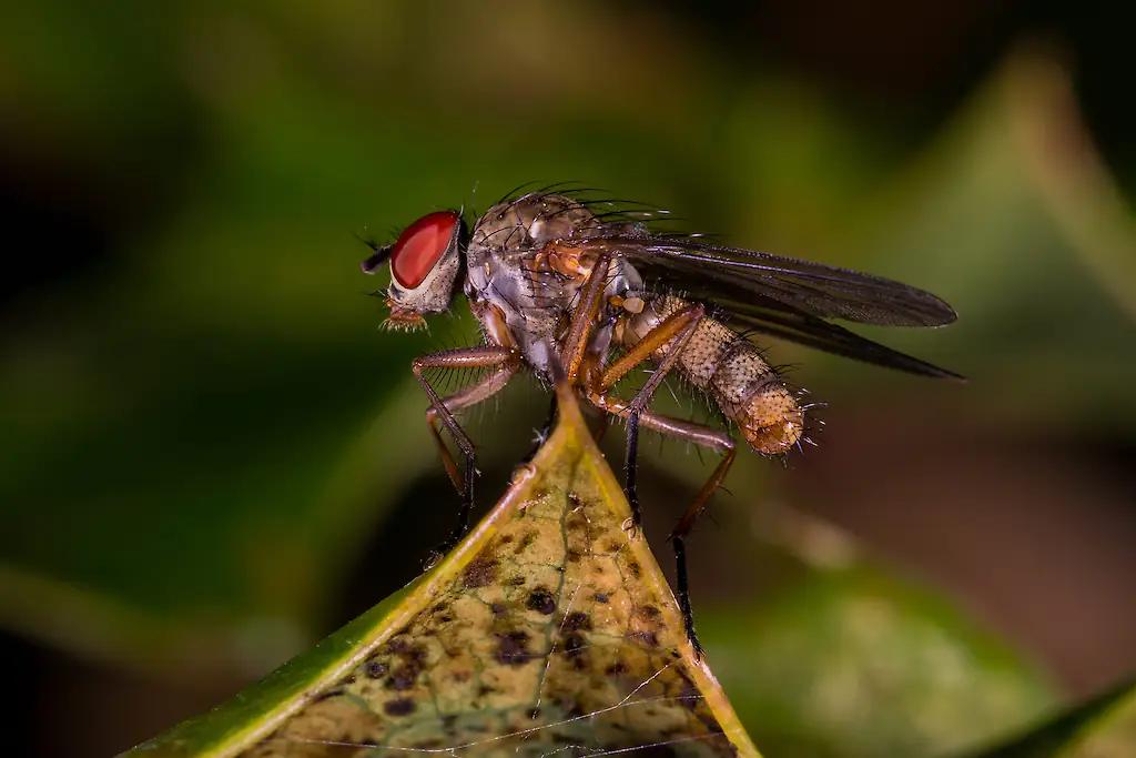 The New World screw worm flies have been discovered in Texas, US. Credit: Getty/Lone Aww (THL)/500px