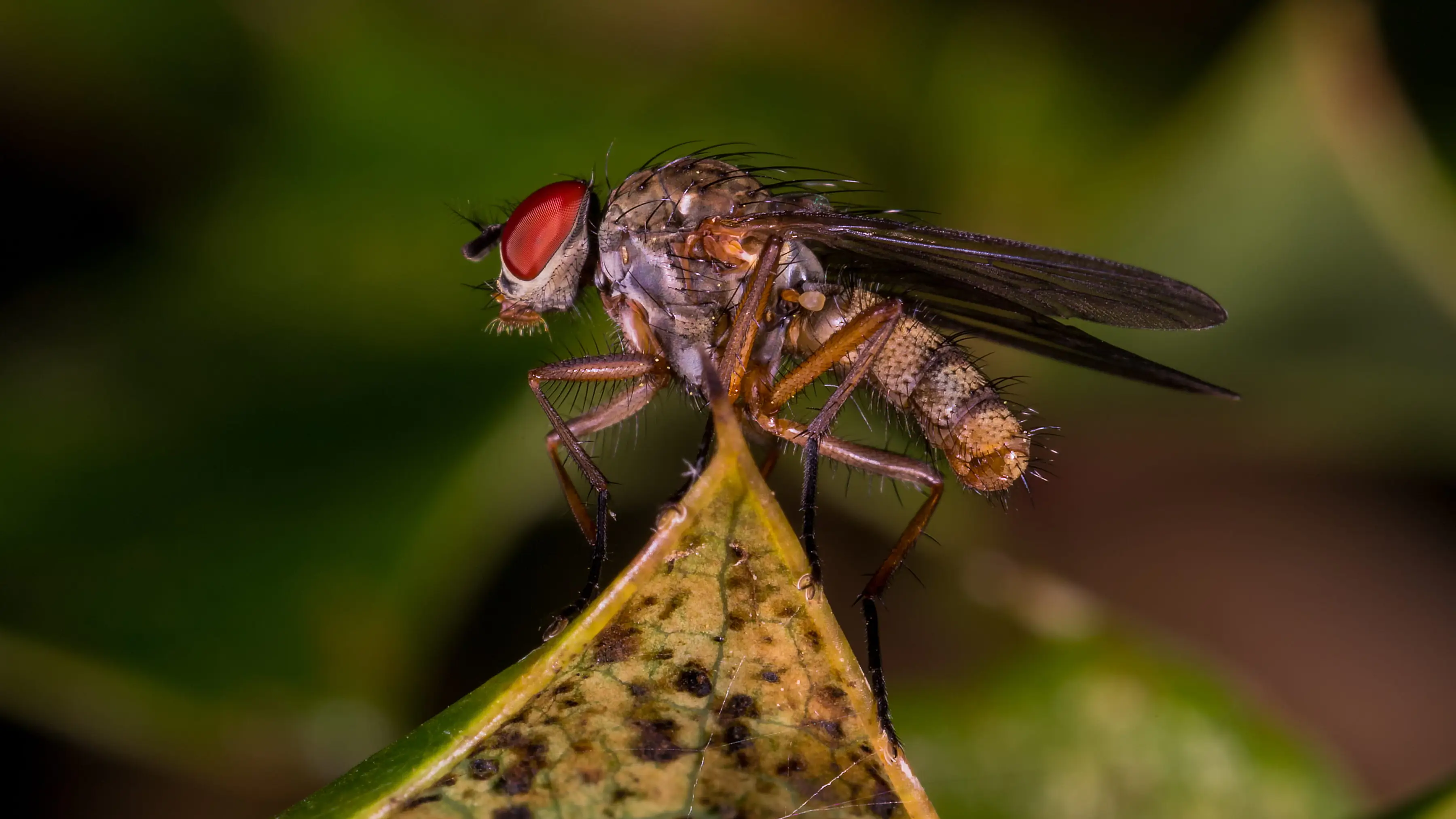 The New World screw worm flies have been discovered in Texas, US. Credit: Getty/Lone Aww (THL)/500px