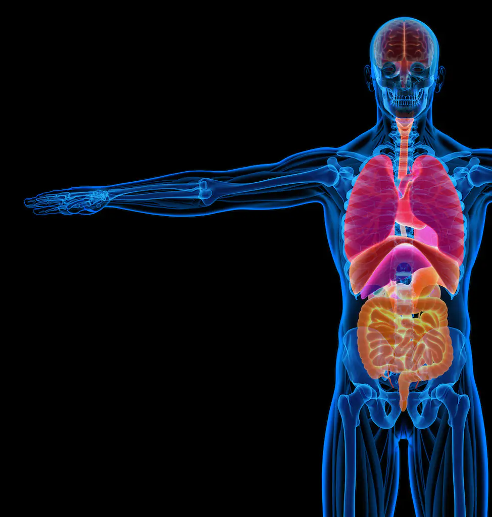 The body is capable of amazing things. Credit: LEONELLO CALVETTI/SCIENCE PHOTO LIBRARY/Getty