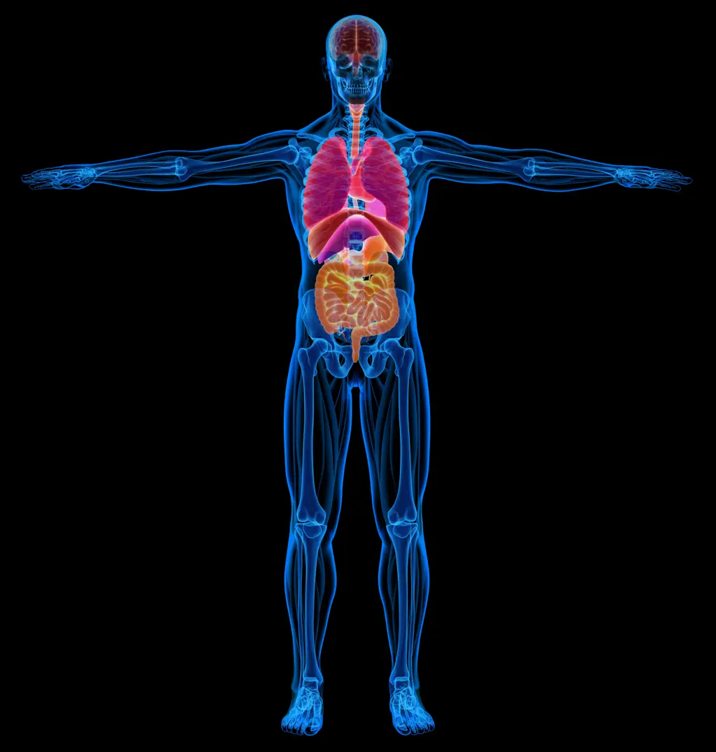 The body is capable of amazing things. Credit: LEONELLO CALVETTI/SCIENCE PHOTO LIBRARY/Getty