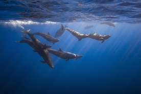 Man sailing the Pacific Ocean solo shares the startling moment his sailboat is surrounded by countless ‘False Killer Whales’