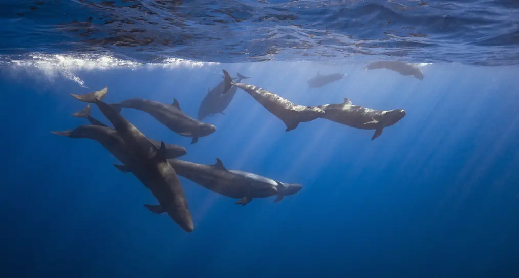Man sailing the Pacific Ocean solo shares the startling moment his sailboat is surrounded by countless ‘False Killer Whales’