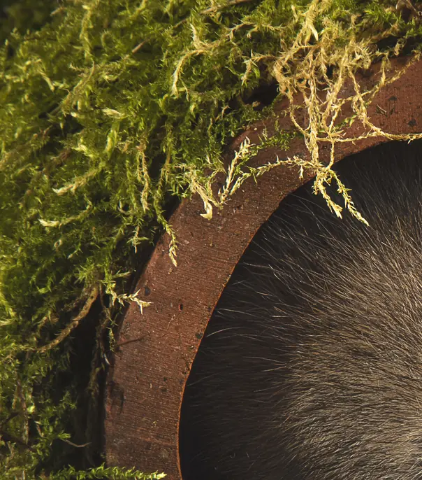 Your ex can also be a rat. Credit: Alan Tunnicliffe Photography/Getty