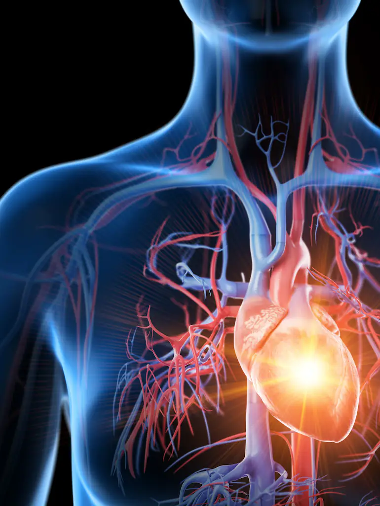 Indigestion can be a crucial early warning sign of a heart attack to come. Credit: SEBASTIAN KAULITZKI/SCIENCE PHOTO LIBRARY/Getty Images