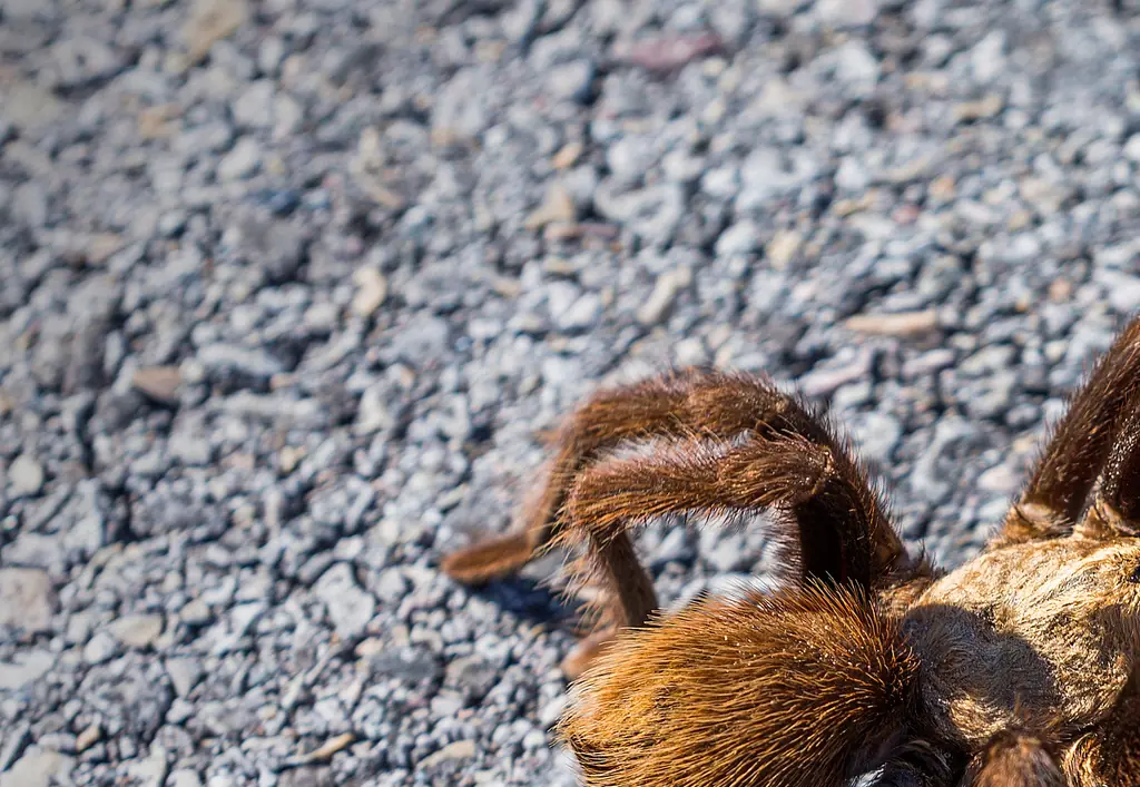 Pilot suffers allergic reaction after being bitten by tarantula mid-flight