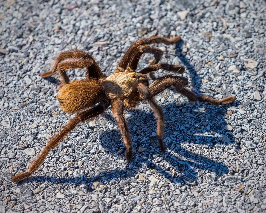 A stowaway tarantula caused havok on a recent flight in Europe. Credit: Rebecca L. Latson / Getty