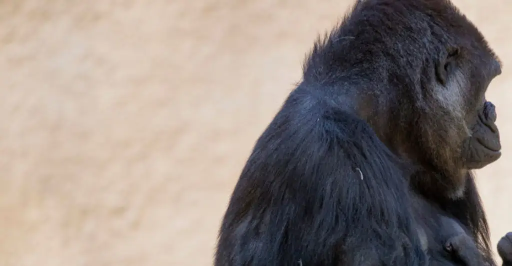 Baby gorilla dies at Canadian zoo after suffering fatal injuries in 'human error'
