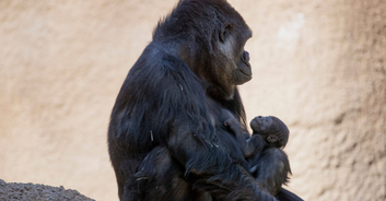 Baby gorilla dies at Canadian zoo after suffering fatal injuries in 'human error'