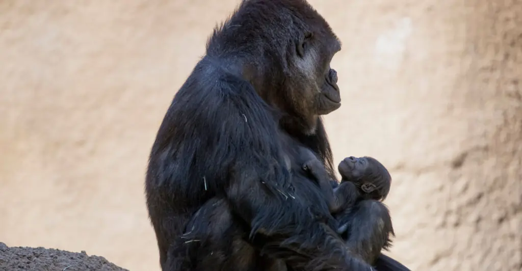Baby gorilla dies at Canadian zoo after suffering fatal injuries in 'human error'