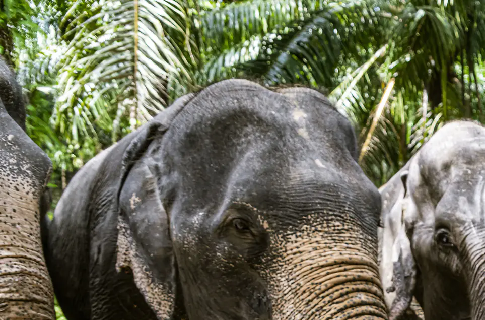 Woman, 22, killed by elephant in front of her boyfriend at Thai sanctuary