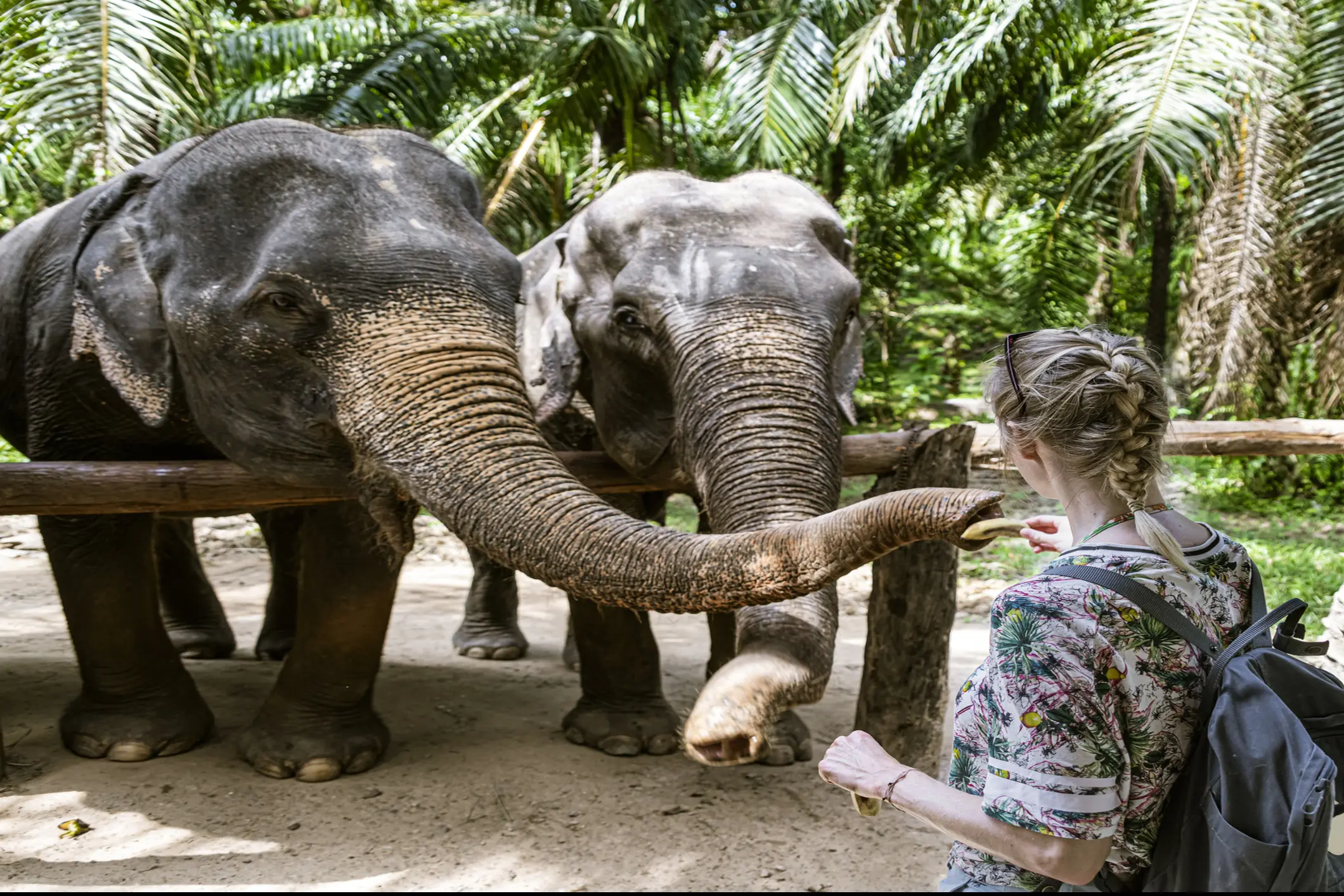 The incident has refreshed safety concerns regarding elephant sanctuaries popular with tourists. Credit: Westend61 / Getty