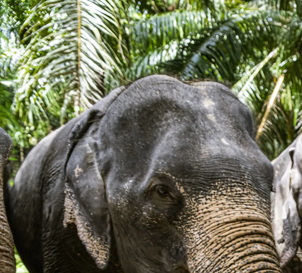 The incident has refreshed safety concerns regarding elephant sanctuaries popular with tourists. Credit: Westend61 / Getty (Stock Photo)