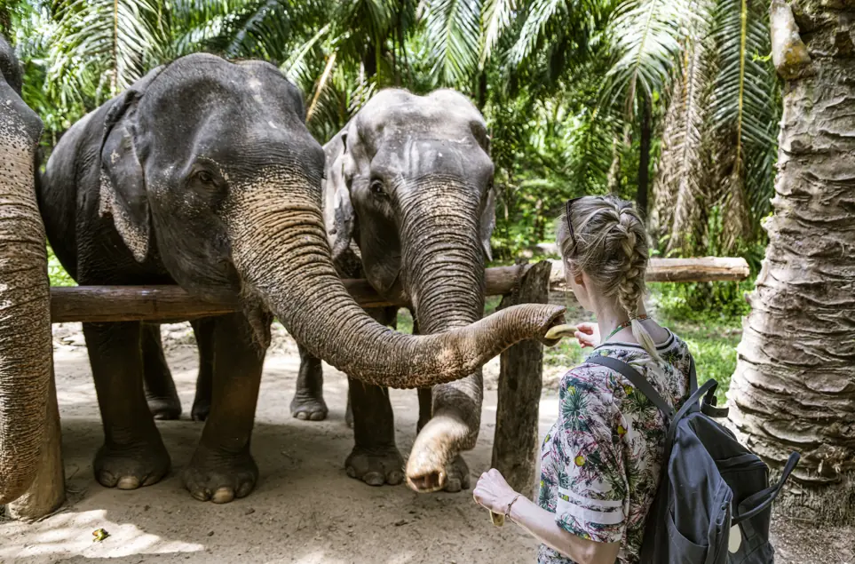 Woman, 22, killed by elephant in front of her boyfriend at Thai sanctuary