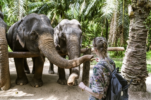 Woman, 22, killed by elephant in front of her boyfriend at Thai sanctuary