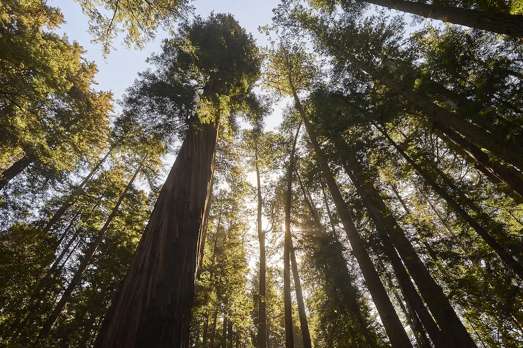 Despite being an experienced hiker, the fire-decimated forest made him lose his bearings. Credit: EyeWolf/Getty Images 