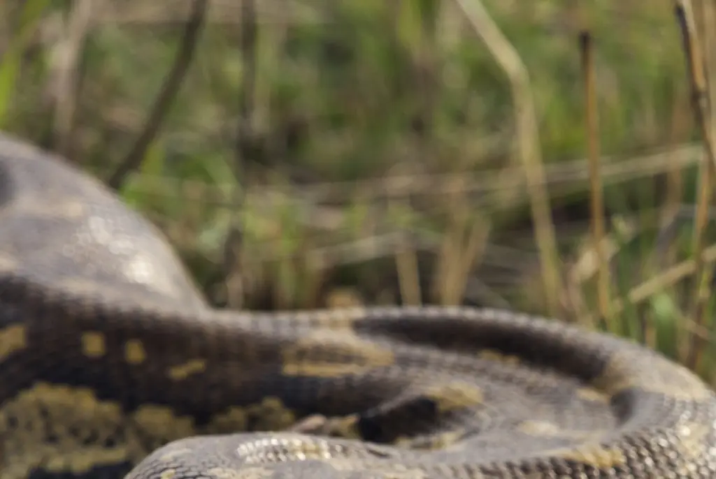 A python swallowed a woman whole in Indonesia. Credit: Anup Shah/Getty