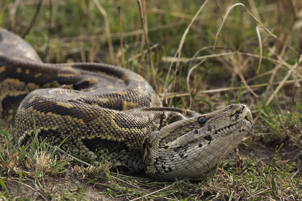 A researcher responded to a call claiming a python ate a woman. Credit: Anup Shah/Getty