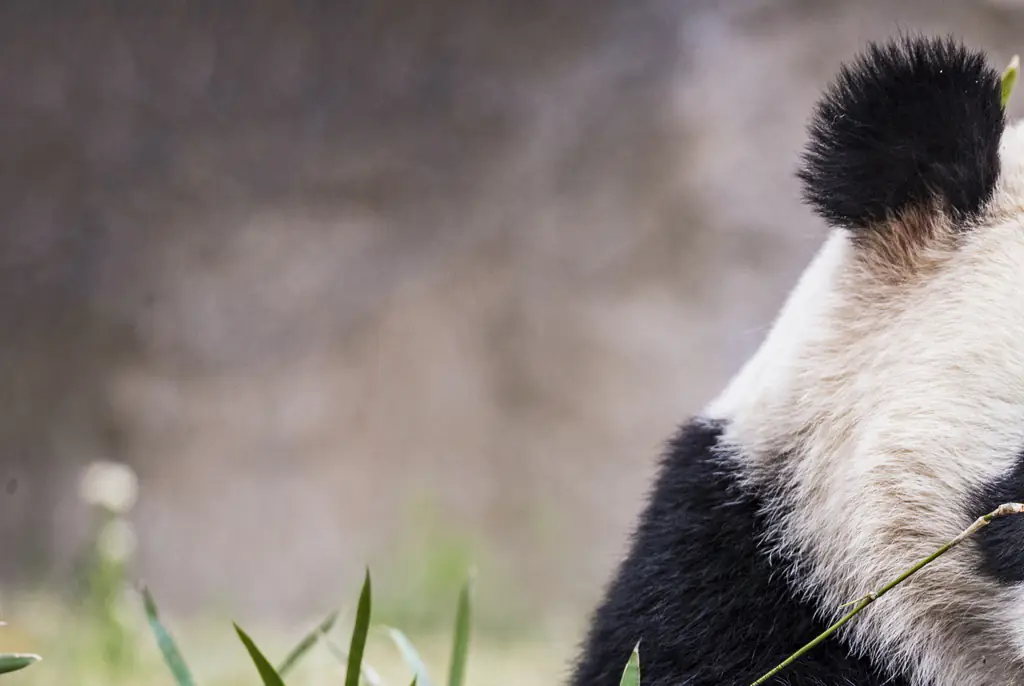 A Chinese zoo tried to trick visitors by displaying 