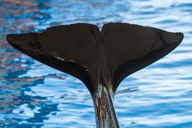 Trainer’s horrific death as SeaWorld-owned orca crushed him and ‘violently played with his body’