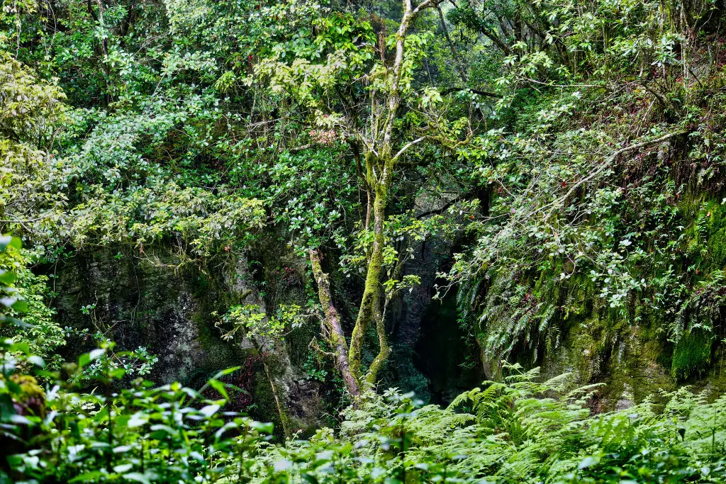 The woman was found in the dense forest after a local heard her cries for help. Credit: Creative Touch Imaging Ltd./NurPhoto via Getty Images