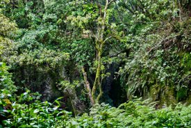 American woman found chained to a tree after '40 days with no food' claims husband left her there to die