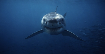 Man who was 'eaten alive' by Great White Shark reveals how he managed to escape