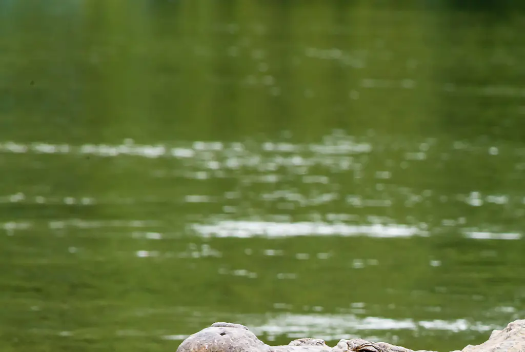 Woman falls 360ft into crocodile-infested waters after bungee cord snaps