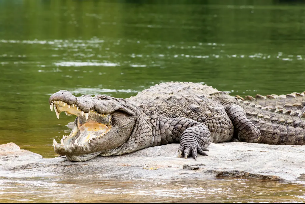 Woman falls 360ft into crocodile-infested waters after bungee cord snaps