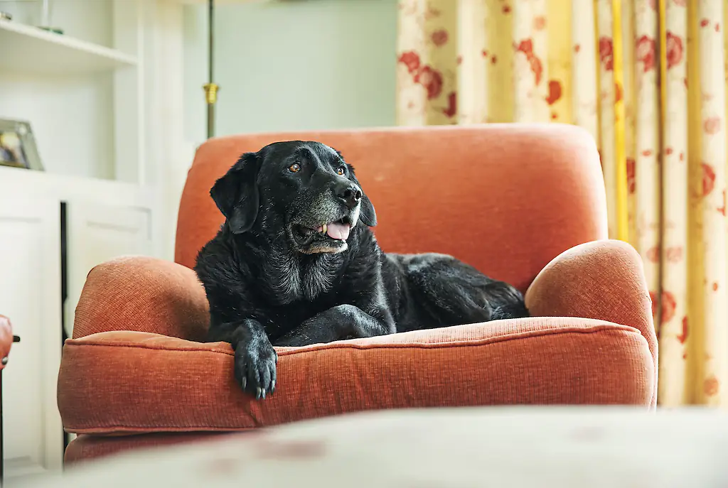 Scientists have created a pill to help your dog live for years. Credit: Justin Paget / Getty